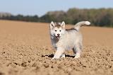 ALASKAN MALAMUTE 190